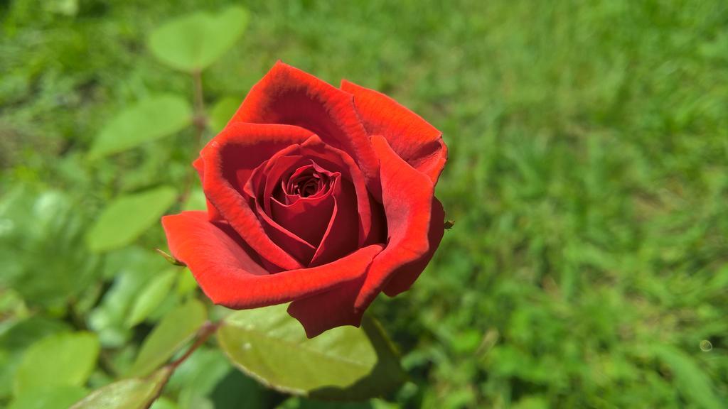 La Corte Delle Rose B&B プラーイア・ア・マーレ エクステリア 写真